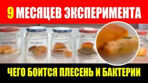 9 месяцев мы тестировали, что подавляет плесень и бактерии