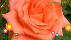 Роза чайно-гибридная Фольклор. Краткий обзор, описание характеристик, где купить саженцы Folklore