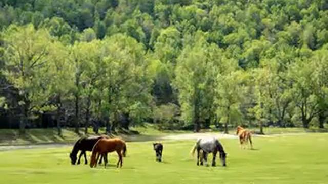 РОДНОЙ МОЙ КРАЙ ЮЖНЫЙ УРАЛ смотреть онлайн