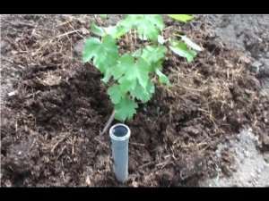 Прием исключающий котаровку на винограднике на 10 06 2014