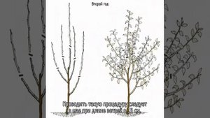 Карликовая груша — посадка и уход