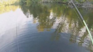 Ловля жереха на поппер 6.09.2019.