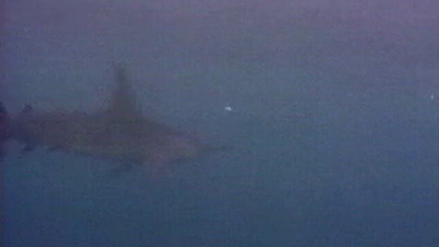 акула молот.avi смотреть онлайн