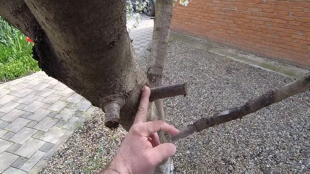 ПЛАТНИРОВСКАЯ? 29.04.2021 Белим деревья, косим траву. смотреть онлайн