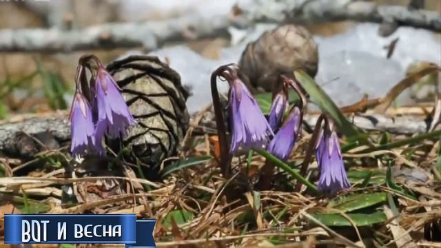 Вот и ВЕСНА!