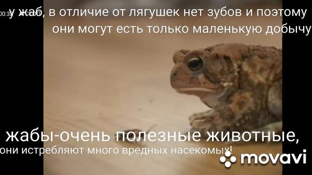 ЖАБА ДУШИТ!!! ШОКИРУЮЩИЕ ФАКТЫ О ЖАБАХ! смотреть онлайн