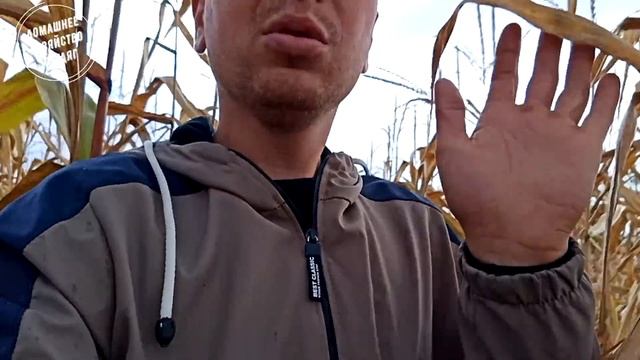 ///Золотое Зерно! Цена на Кукурузу с поля!! урожай кукурузы 2021/// смотреть онлайн