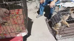 Собачий рынок. Староконный рынок. Одесса. TOP-5. Dog. Продажа собак. Собака. Кошка. Щенки. #зоотроп