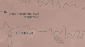 Обмен билирубина (метаболизм билирубина).