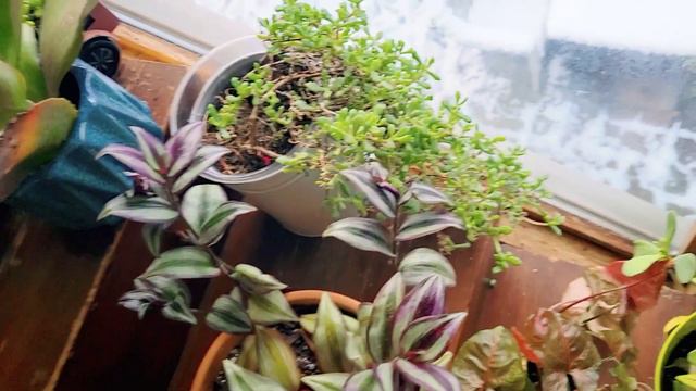 Winter Houseplant Tour 🌿 My Jungle смотреть онлайн