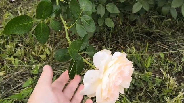 Розы в конце лета ???Остинки первогодки. Ангела/Бенджамин Бриттен/ХотШоколад/Мишка и др.