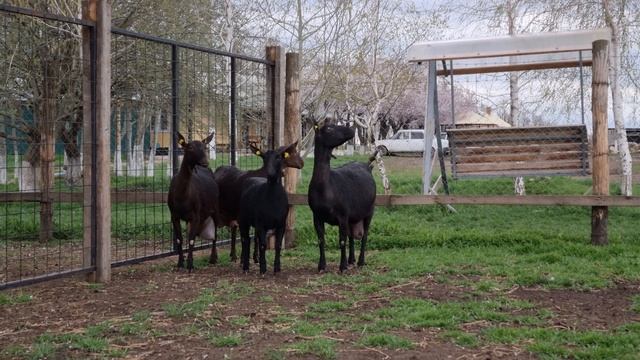 Мурсиано-Гранадина козы Испанской сыропригодной породы. мурсианогранадино