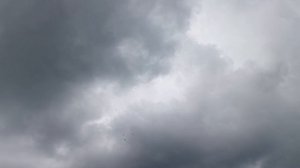 Будапештские высоколетные голуби