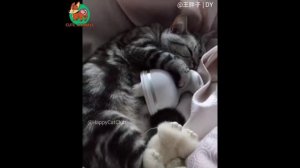 Короткие видео с животными