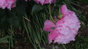 Pivoine herbacé  de Chine 'Paeonia lactiflora Edulis Superba' Son poids la met bas.