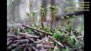 Растения кир. обл.часть1.mpg