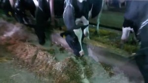 Зерновая патока. Способ раздачи КРС.