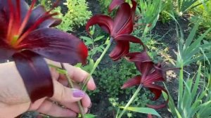 #лилии обзор