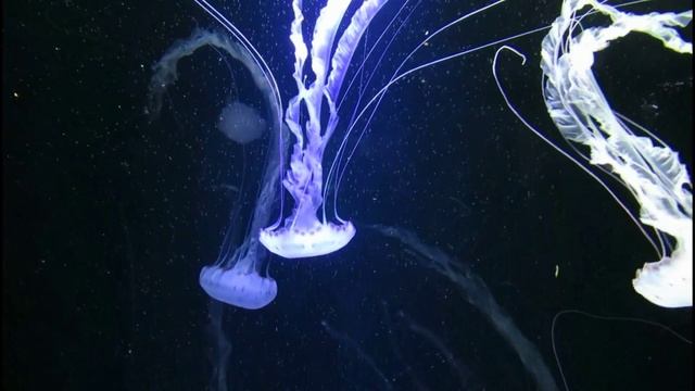 Видео с животными под музыку смотреть онлайн