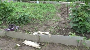 Как выращивать, размножать и укрывать ежевику "Тройная Корона".