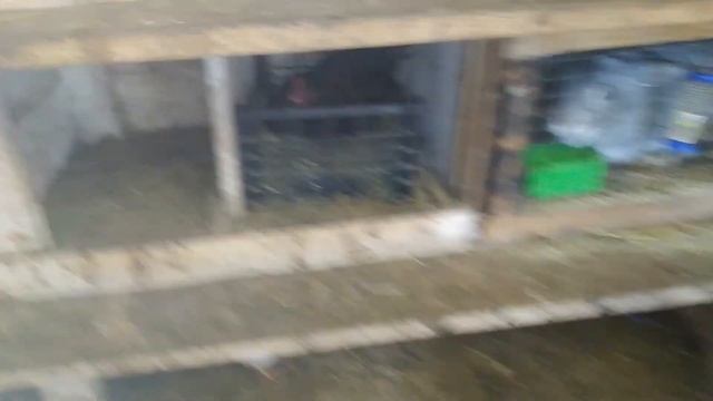 Как избавиться от улиток на дачном участке смотреть онлайн