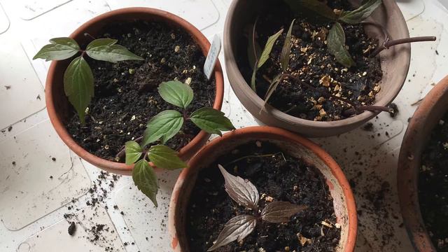 Colours of the season / Summer flower garden Eps 9 смотреть онлайн