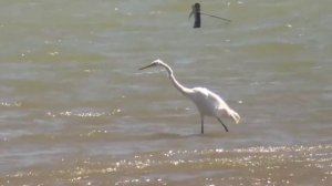 Орнитология?:Большая белая цапля(Ardea alba).Внешний вид и характеристики.