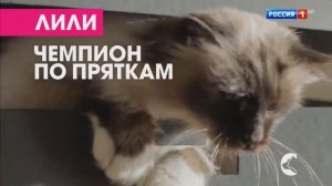 Реклама Перфект Фит — Молодость питомца на долгие годы (2019)