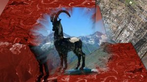 Дикие козлы хозяева горных склонов