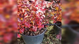 Наша 5-летняя ГОЛУБИКА В КОНТЕЙНЕРАХ.