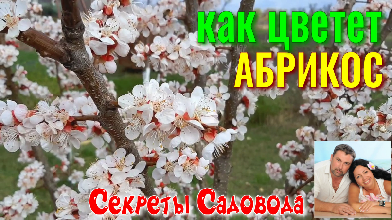 Цветёт АБРИКОС. О-о-очень КРАСИВО! Видео от канала "Каша из Эдика с Наташей" смотреть онлайн