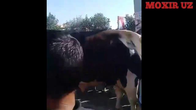 АМУДАРЁ МАНГИТ