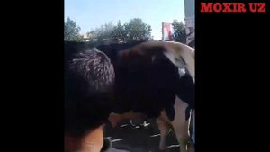 АМУДАРЁ МАНГИТ