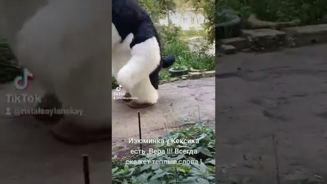 Хаски Кексик и Вера подарят Вам праздник +79493809365!!! Поздравления по любому поводу!!! смотреть онлайн