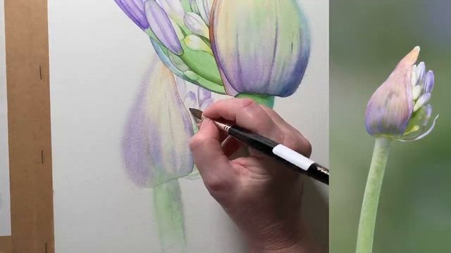 Watercolor Flower // Agapanthus Demonstration смотреть онлайн