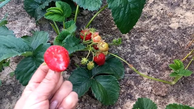 Нові сорти на нашій ділянці - Суприм.... смотреть онлайн