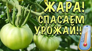 ЖАРА! СПАСАЮ УРОЖАЙ! Как ОХЛАДИТЬ томаты в ТЕПЛИЦЕ. ПРОСТАЯ, но ОЧЕНЬ ЭФФЕКТИВНАЯ ХИТРОСТЬ