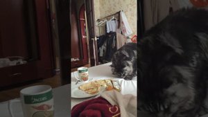 Мейн-кун ест блины