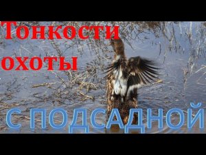 Тонкости охоты с подсадной. Вызаривание уток. The subtleties of hunting with a decoy. Brooding ducks