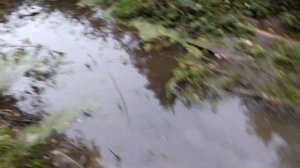 Бобры. Разрушение плотины.