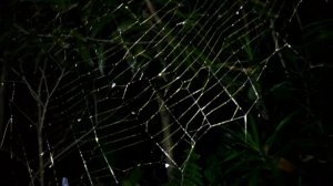 Nephila pilipes, clear view of its golden web