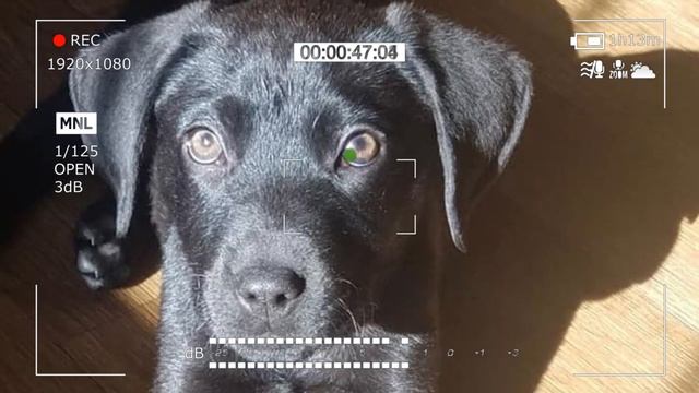 Глухой парень приютил глухого щенка, которого никто не хотел брать из приюта смотреть онлайн