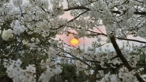 Стихотворение Сергея Есенина "Отговорила роща золотая" Читает: Дмитрий Ясенецкий.