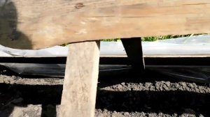 Как зимовала Маракуйя Северная в открытом грунте