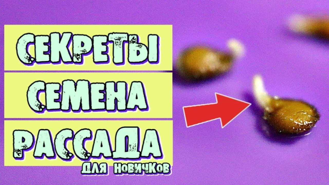 Сделайте так с семенами! С этими секретами даже у новичка рассада будет мощнее чем у профи со стажем