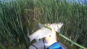 Ух, сколько сил в этой рыбы? Ловля Белого Амура на Боковой Кивок. Рыбалка летом.