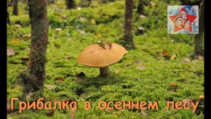 Грибалка в осеннем лесу. Тихая охота. Грибы. Архив 2016