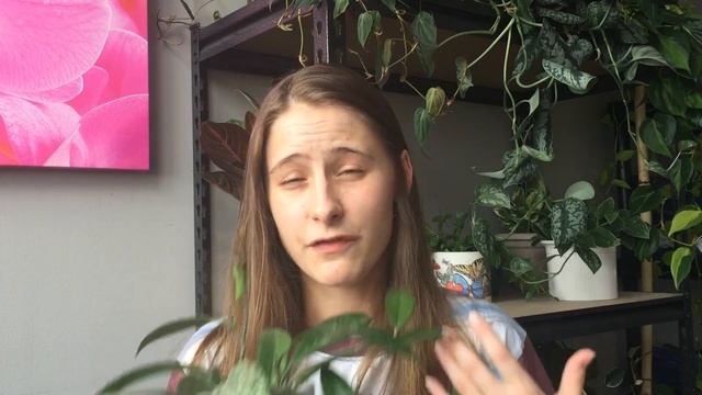 FOLIAGE FRIDAY | How I Care for ? Hoya pubicalyx 'Splash' ? смотреть онлайн