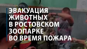 Пожар в ростовском зоопарке потушен