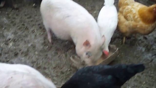 вьетнамские свиньи нормы кормления вьетнамские поросята